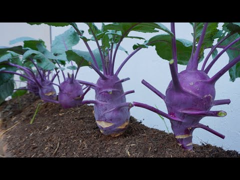 Let s grow bitter melon for your family this way it s very fruity and easy to make