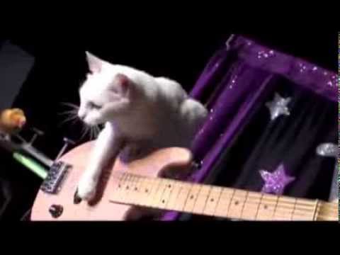 Cat Videos - Suzanne