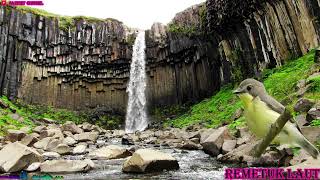 Download lagu remetuk laut gacor full isian suaranya sangatlah jernih seperti burung asli ~ aa idoet channel mp3