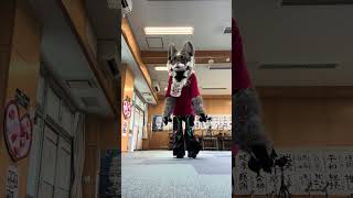 めっちゃウロウロするシニー笑笑
