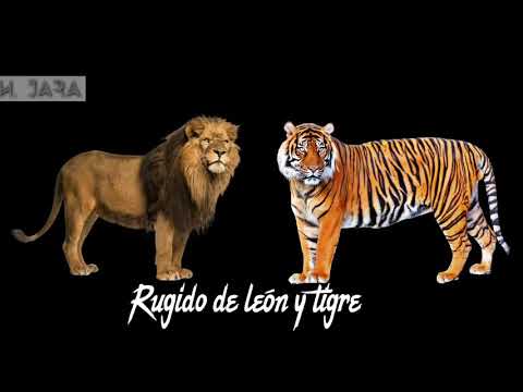 Rugido de león y tigre