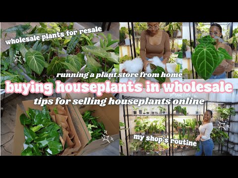 Buying Houseplants in Wholesale🪴How to Sell Houseplants Online, Running A Plant Store From Home
