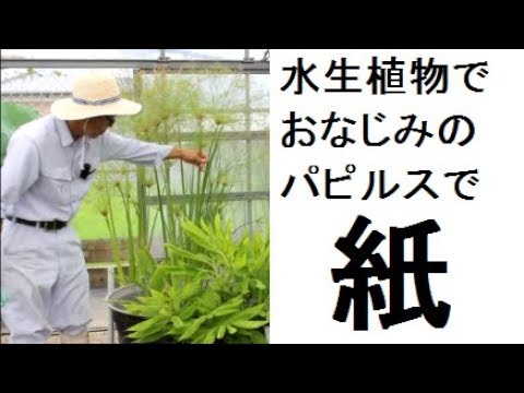 パピルス、パピルス植物 植物
