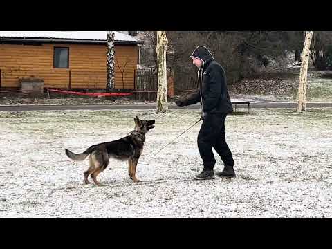 Tracy z Jukasu - obedience training - 9 months old