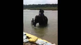 preview picture of video 'Elephant washing in Chitwan National Park in Nepal'