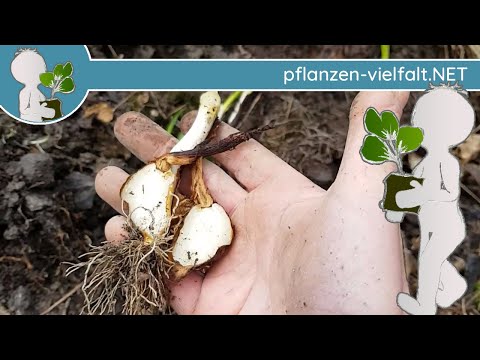 🍂🕑 Autumn Crocus - Bulb (=Stem Bulb) - 💀 WARNING - POISONOUS 💀 - 20.02.20