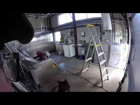 Belgien Shepherd Tervueren Thj (PtrH) Tyr på Reningsverket 180513