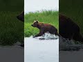 Brown Bear Running on the lake #lake #bear #brown #run #splash #cute #nature #wildlife HA01294