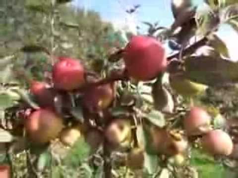 download lagu mp3 mp4 American Cider Apple Varieties, download lagu American Cider Apple Varieties gratis, unduh video klip American Cider Apple Varieties
