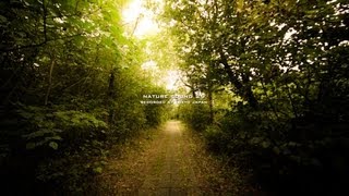 Nature Sound 29 - QUIET FOREST / THE MOST RELAXING SOUNDS -