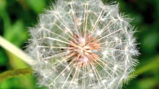 Wind of Change - Tom Soltron