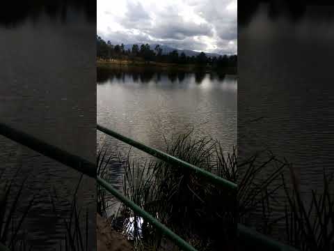 La laguna de los patos 🦆#thebellathearnocturna