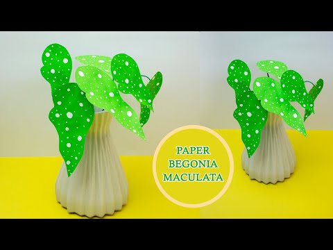 DIY Polka Dot Plant | Begonia Maculata Paper Craft