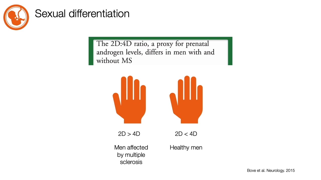 The powerful sex hormones - Testosterone
