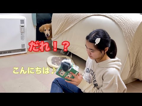 人生で初めて出会う、喋る犬にマジビビりする大型犬クッキー【ゴールデンレトリバーとミニチュアダックスフンド】