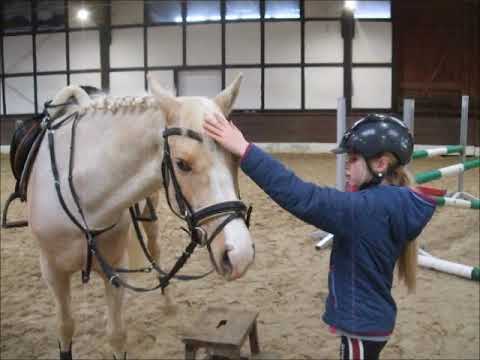 NORTHERN DANCER 5j. DR  Palomino (springen)  -for sale-