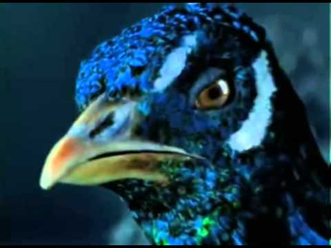 Publicidad  Peugeot 206CC vs  Pavo Real