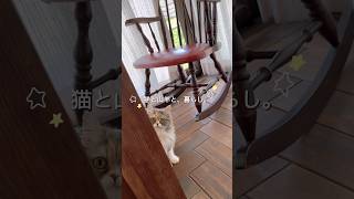元気だよ🌟 #vlog #古民家 #日常 #猫 #ヤギ