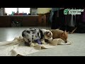 Welsh Corgi Pembroke dogs for sale: Holly - Video 1