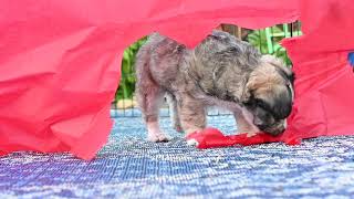 The Cutest Video You Might Ever See