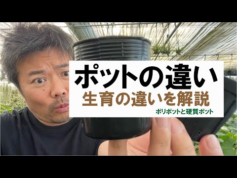 ケイマン諸島産のスポンジ