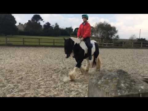 Dressage/flatwork lesson at home. 12/10/16
