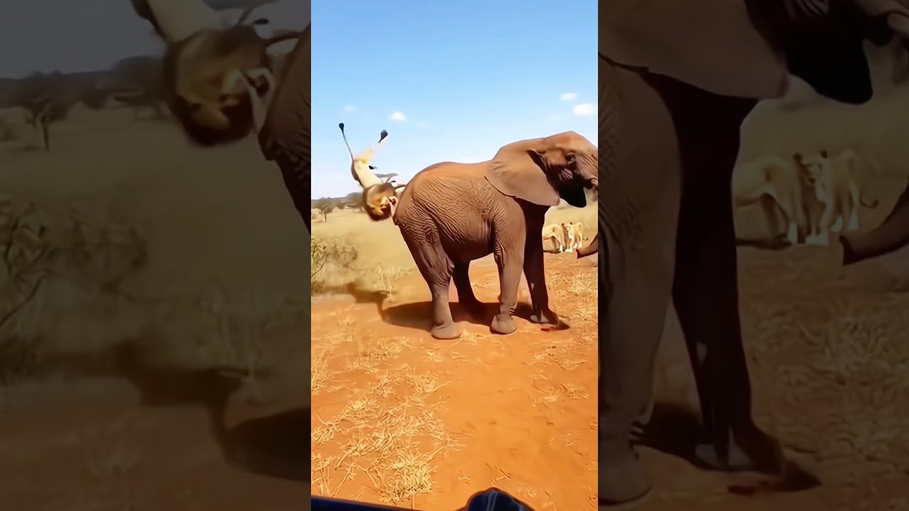 Elephant Charges Back When Attacked by a Lion!