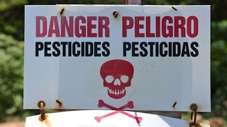 Monsanto To Blame? Zika Virus Conspiracy Theory Explained