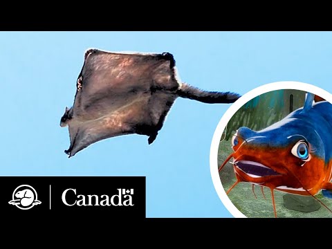 Reintroducing … The Southern Flying Squirrel | What's the Buzz? -with Leo | Parks Canada