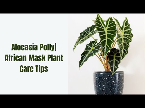 Mastering Alocasia Polly Care Tips| African Mask Plant| Amazonian Elephant Ear| Gardening Glory