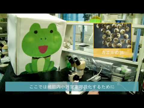 【山口大学OC2025／理学部／生物学科】（研究室紹介）生物学科