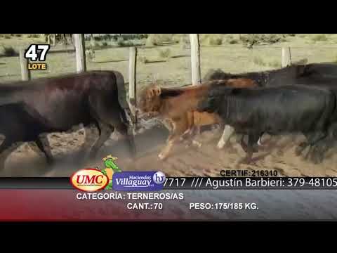 Lote 70 Terneros/as en Gato Colorado, Santa Fe