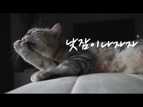 호피는 오늘도 이렇게