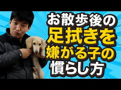 なぜ犬は足に抱かれるのを嫌がるのでしょうか?