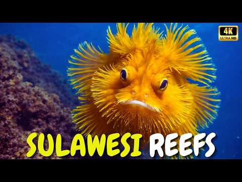 Sulawesi Submerged: The True Epicenter of Ocean Biodiversity – Documentary
