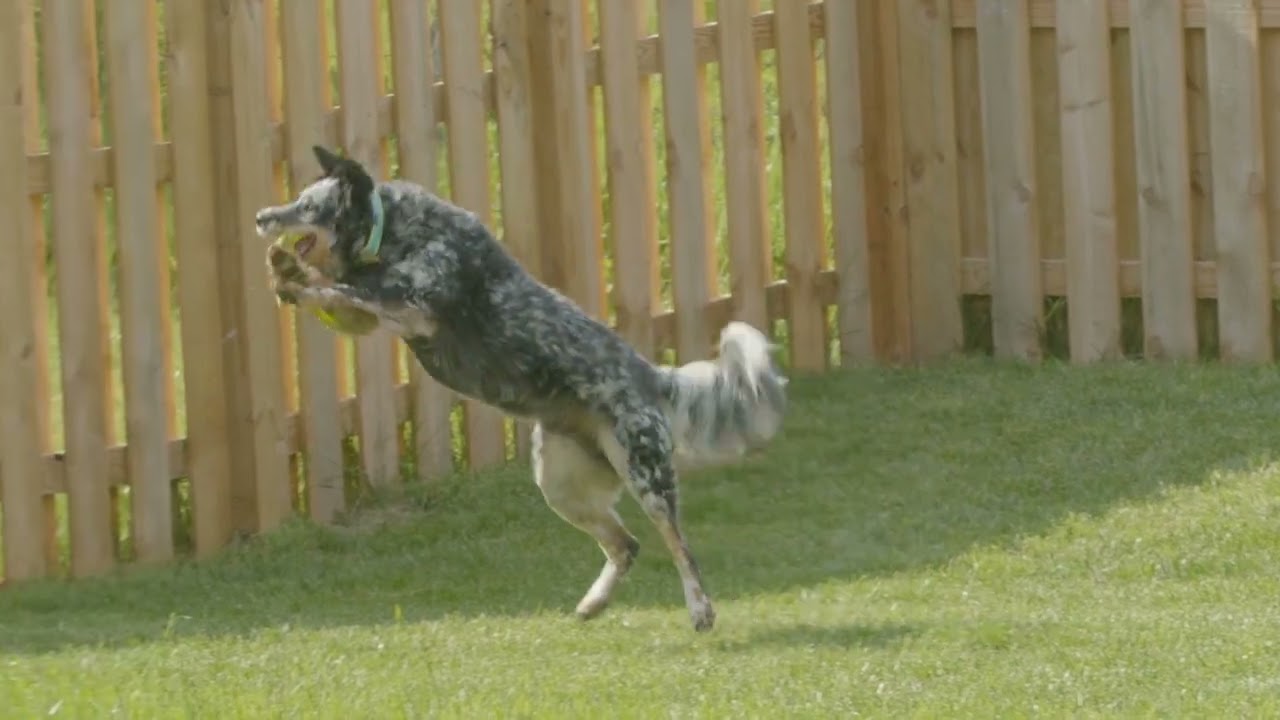 Frisbee was always one of Max’s favourite things. The second...