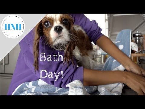 download lagu mp3 mp4 Cavalier King Charles Spaniel Diet Sheet, download lagu Cavalier King Charles Spaniel Diet Sheet gratis, unduh video klip Cavalier King Charles Spaniel Diet Sheet