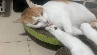 Cat sleeps with eyes open