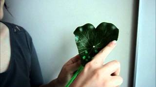 Alternation of Generations - Fern Life by Grandpa Fern