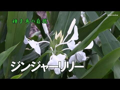 ジンジャー 植物