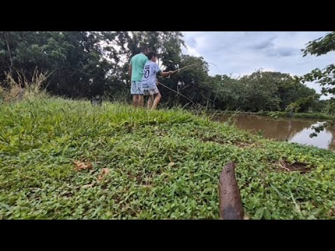 PESCANDO TILÁPIAS NO PESQUEIRO DO SEU NÉSIO- SÃO PEDRO DO IVAÍ-PR 