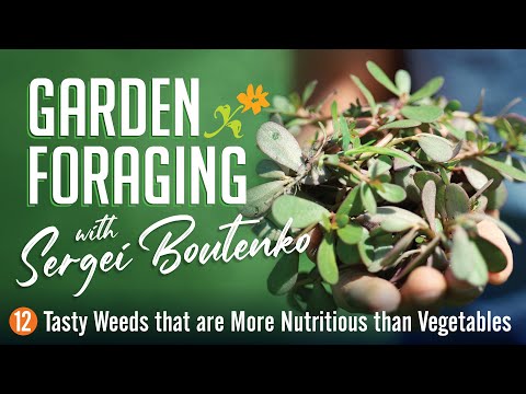 Garden Foraging: 12 Tasty Weeds that are More Nutritious than Vegetables Video