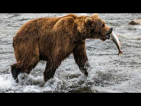 The Incredible Science of Animal Senses