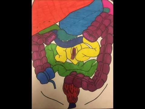 The Digestive System