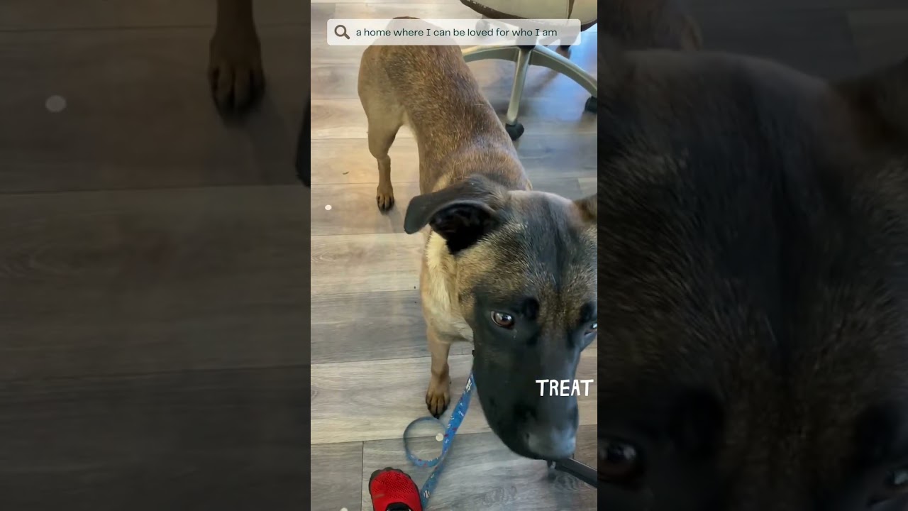 Enlarge Bruce, a ADOPTABLE mixed breed in Murrieta, CA video 3/4