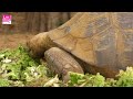 Documentaire Le Village Des Tortues Au Sénégal