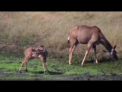 Djuma:  Kudus with one very young one - 13:50 - 04/17/19