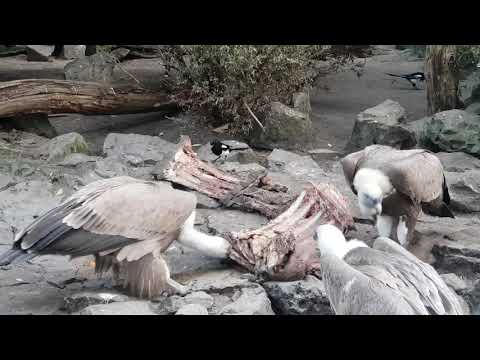 Vultures eating a carcass in Amsterdam Zoo (Artis)