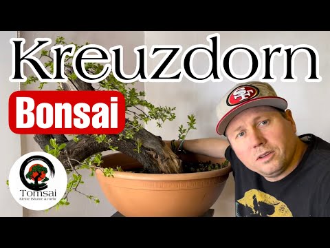 Kreuzdorn Yamadori Bonsai 26/23