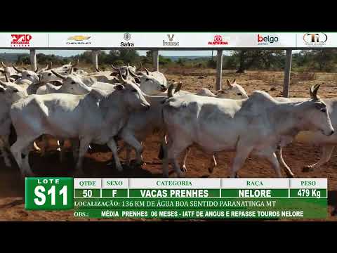S11 - 50 VACAS PRENHES NELORE 479 Kg